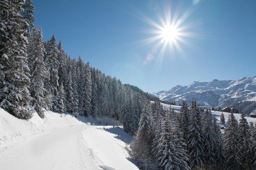 Skiing cat track between trees on a snowy mountian